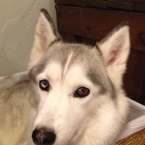 Meet your Posher, Steven